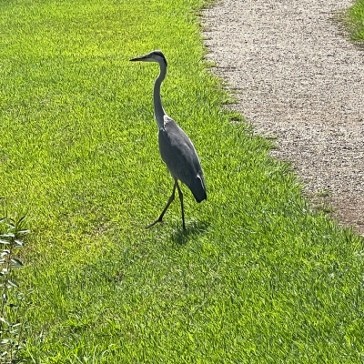 鳥 の写真